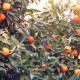 Oranger dans les rues de Séville